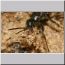 Dipogon subintermedius - Wegwespe 05e 7mm Sandgrube - beim Einbringen von Nestmaterial - Sand-Lehmklumpen.jpg